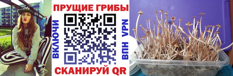 Галлюциногенные грибы Psilocybine cubensis  Бирск 